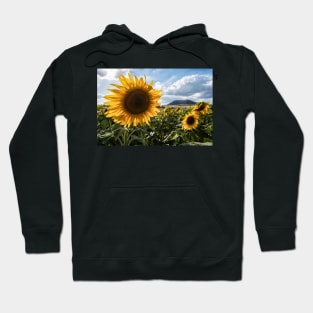 Late Summer Sunflowers Hoodie